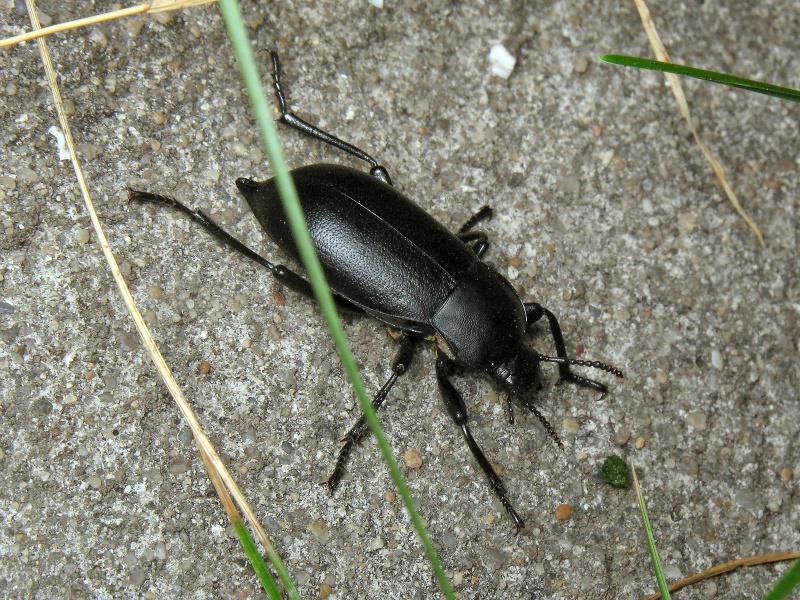 Blaps lethifera Marsham, 1802